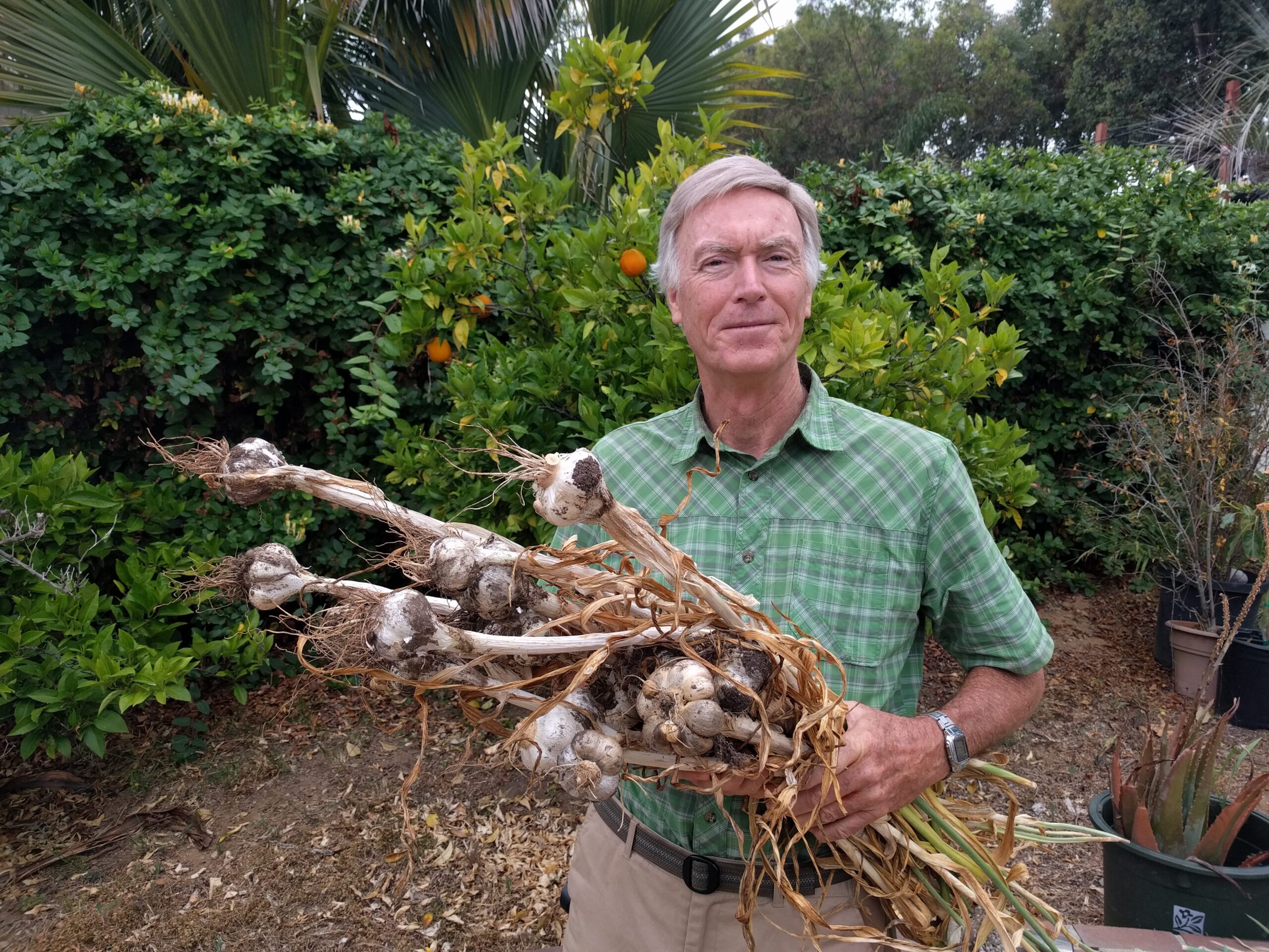 What Makes Garlic So Popular